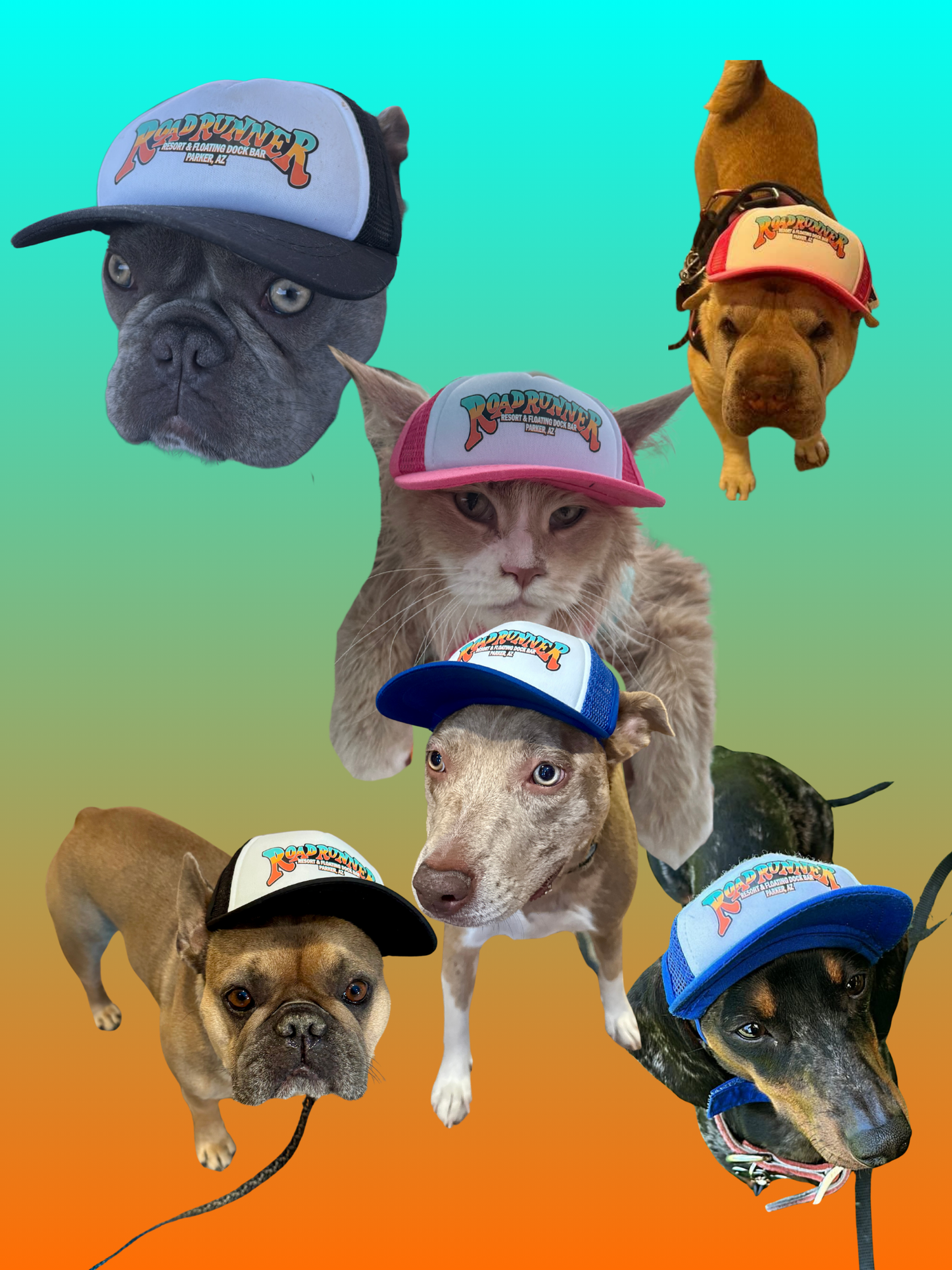 Pet Hats